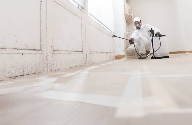 Black mold remediation team in Dayton